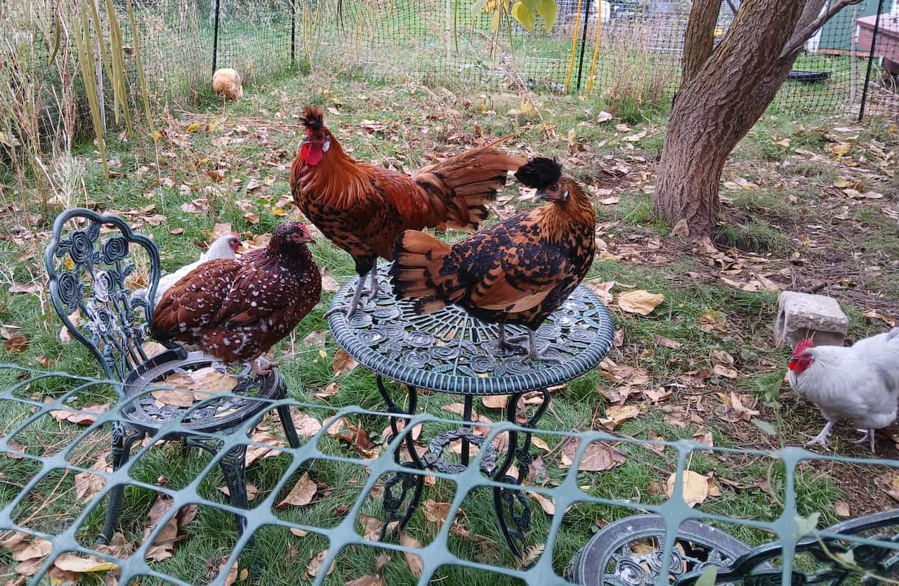 My Chickens