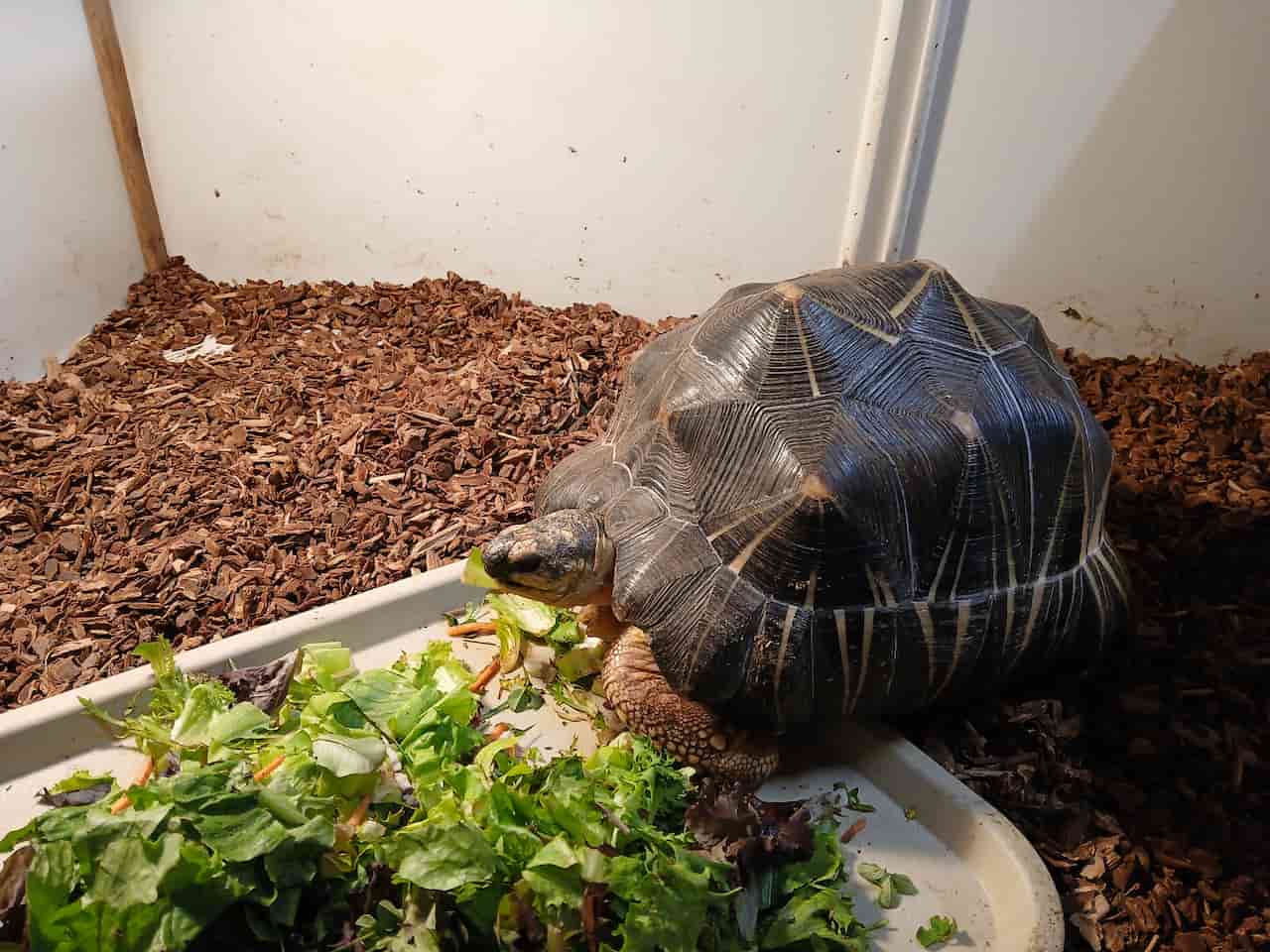 Radiated Tortoise